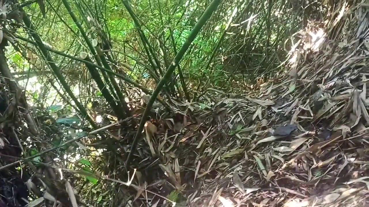 Work in the Forest Saves More Tips