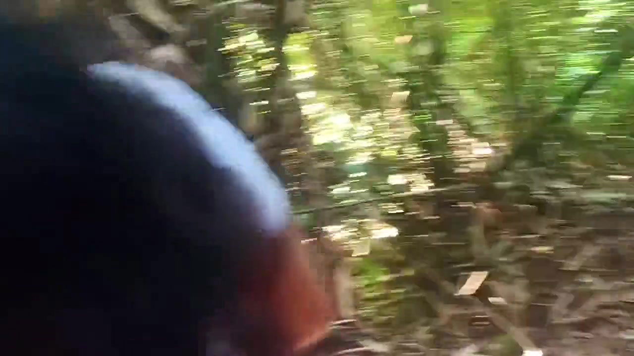 Work in the Forest Saves More Tips