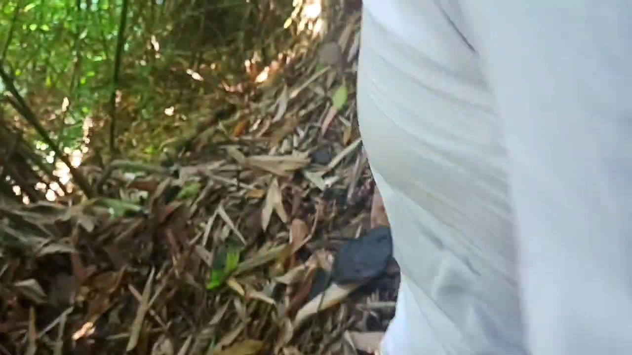 Work in the Forest Saves More Tips