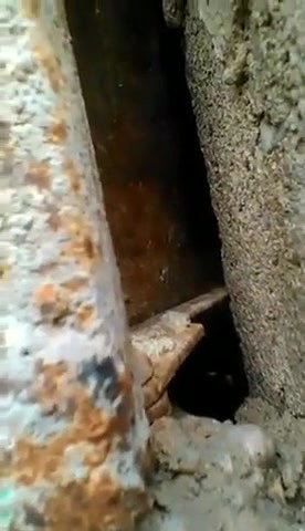 Couple Caught fucking Outdoor