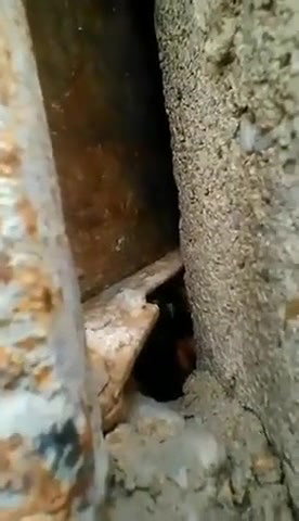 Couple Caught fucking Outdoor