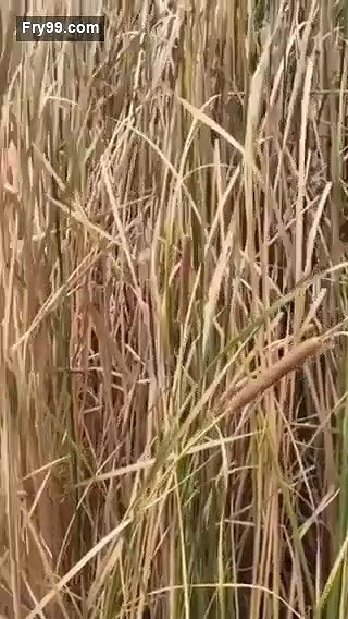 Super Hot Tamil Bhabhi