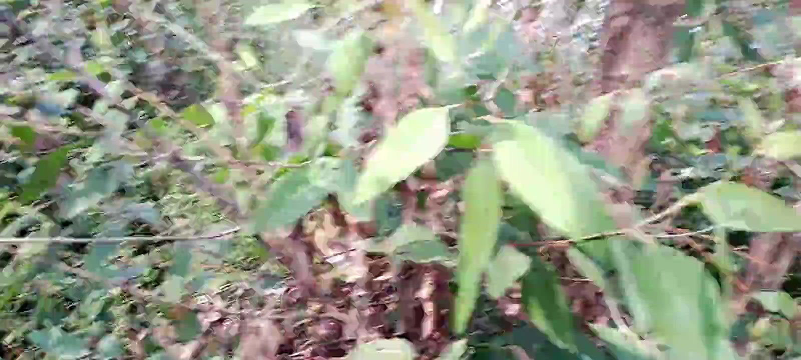 Indian Hot Girl Cheating Boyfriend in Jungle Sex