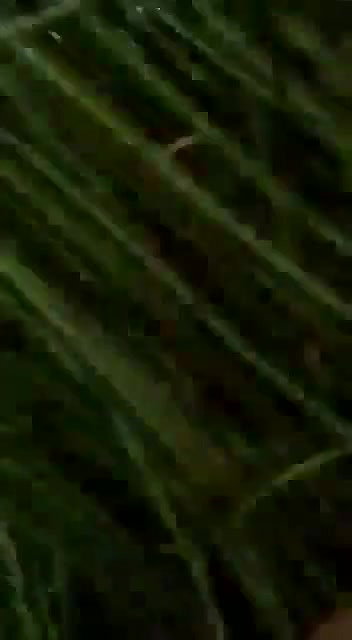 Desi Gf Outdoor Nude Captured