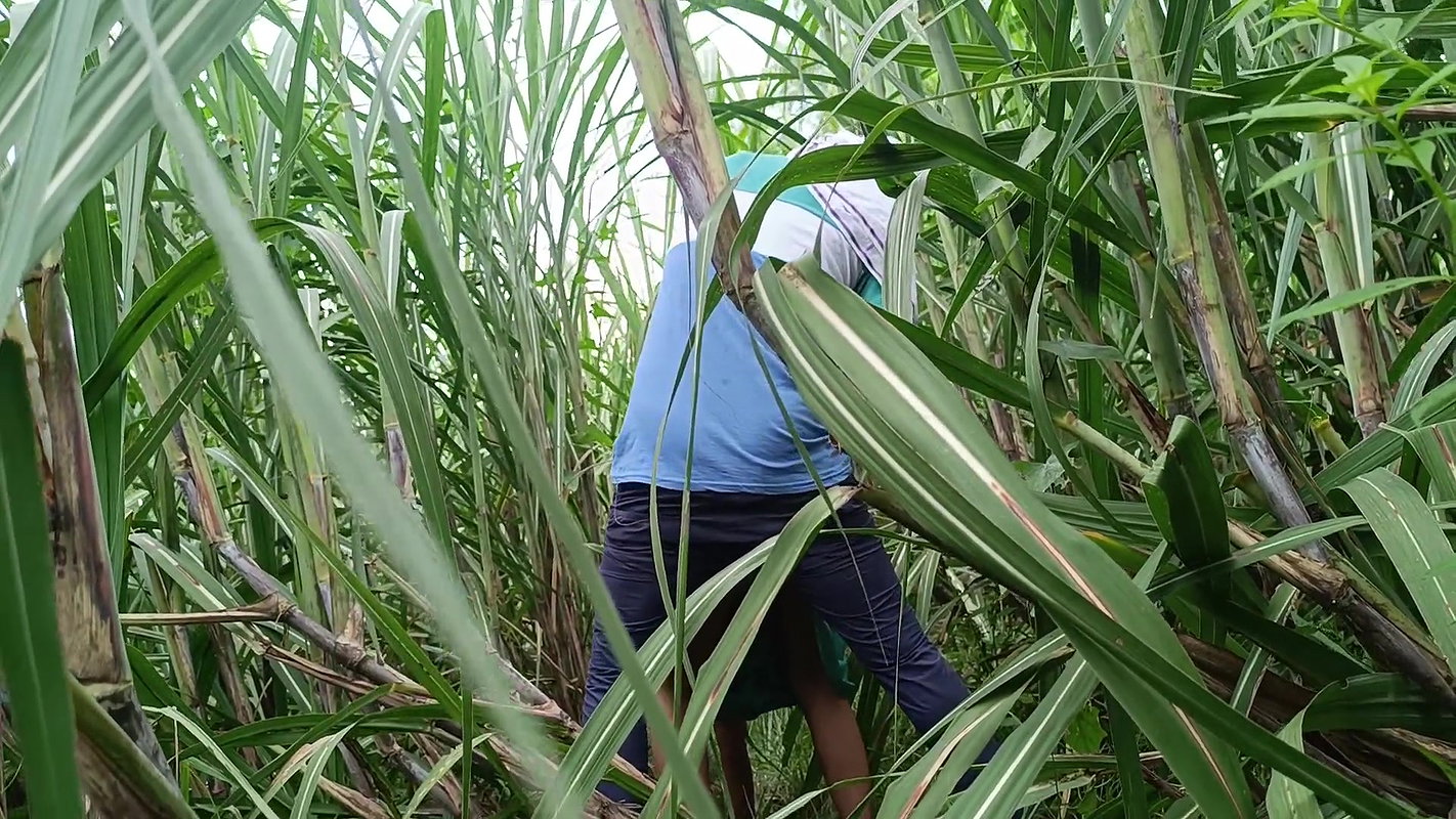 Brother-in-law Took Sister-in-law to the Forest and Fucked Her a Lot