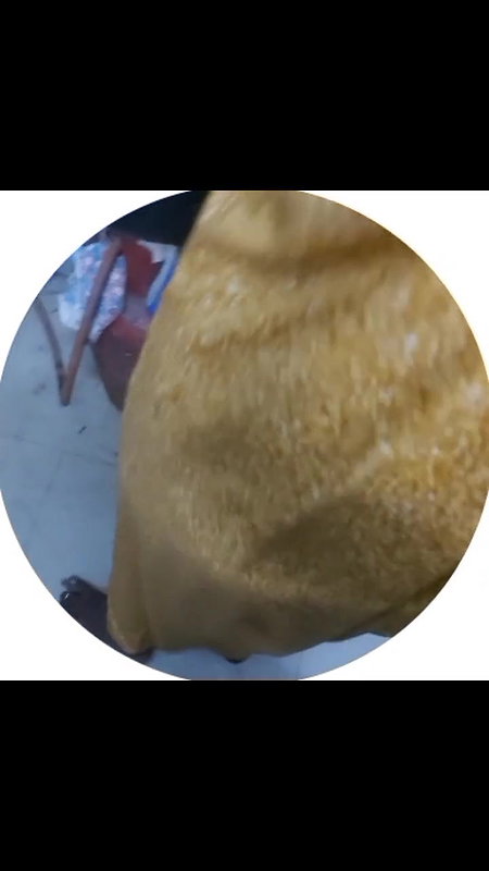 I Tease Young Bull on Video Call Showing My Cute Boobs & Hairy Pussy Tamil Desi Style – Indianhotwifex