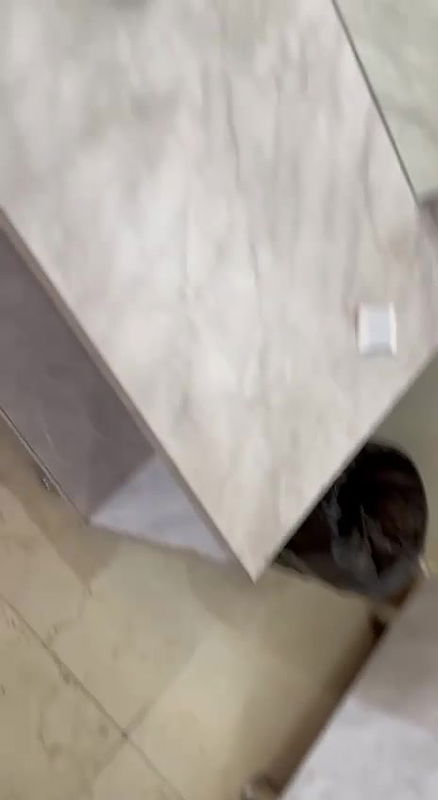 Horny Girlfriend Undressing And Sucking BF Dick