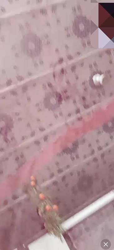 New chamet collection 2026  710