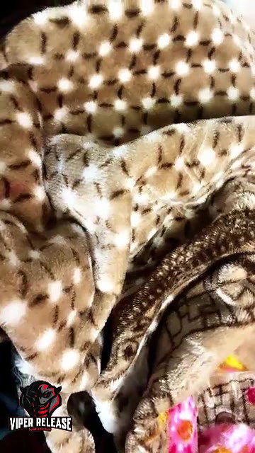 HOTNESS BABY – 31 DEC