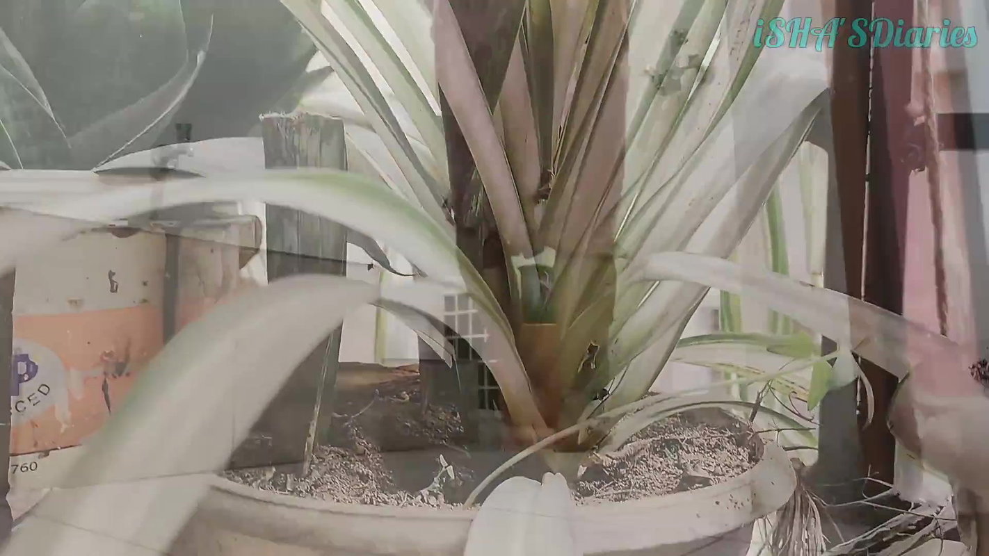 Youtuber Isha Diaries 49