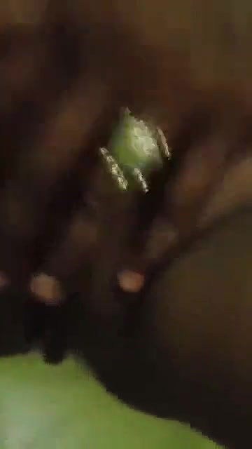 Desi paid Randi Nude Video Record