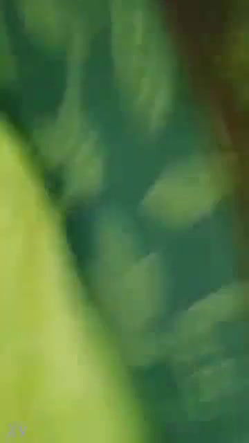 Desi paid Randi Nude Video Record