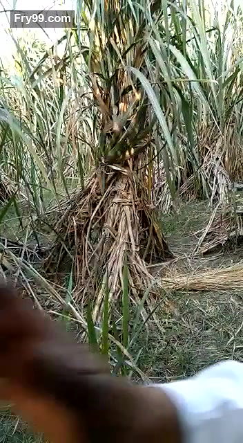 sasur bahu fucking in field