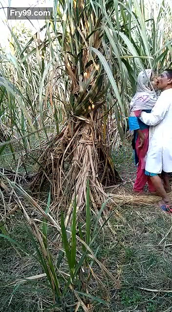 sasur bahu fucking in field