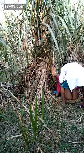 sasur bahu fucking in field