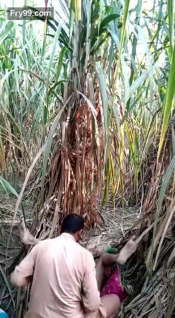 sasur bahu fucking in field