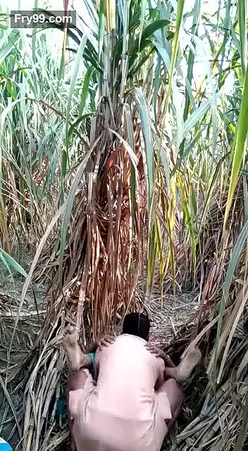 sasur bahu fucking in field