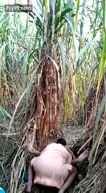 sasur bahu fucking in field