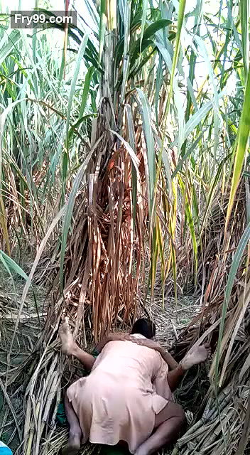 sasur bahu fucking in field