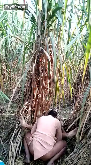 sasur bahu fucking in field