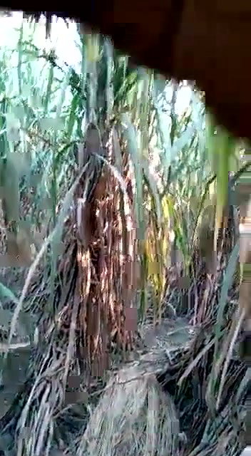 Village girl romance in jungle update