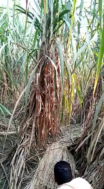 Village girl romance in jungle update