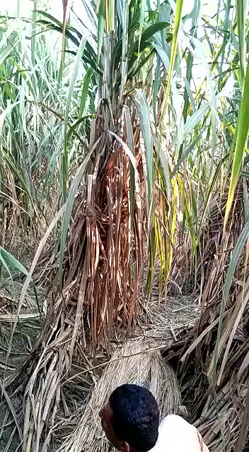 Village girl romance in jungle update