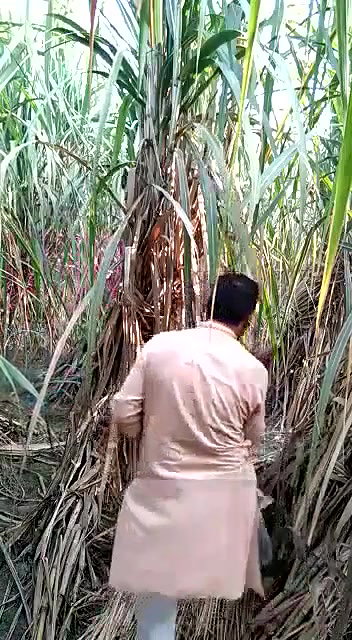 Village girl romance in jungle update