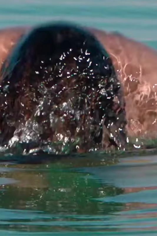 Dimple Hayathi Hot Seductive Edit – Vertical 4K 60 FPS