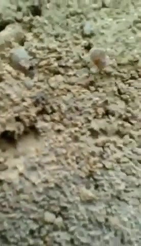 Couple Caught fucking Outdoor