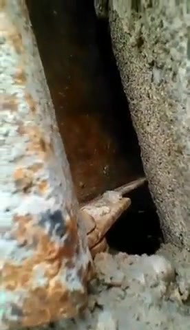 Couple Caught fucking Outdoor