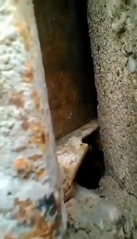 Couple Caught fucking Outdoor