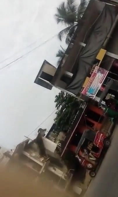 Desi Aunty Jiggling Ass Walk In Saree