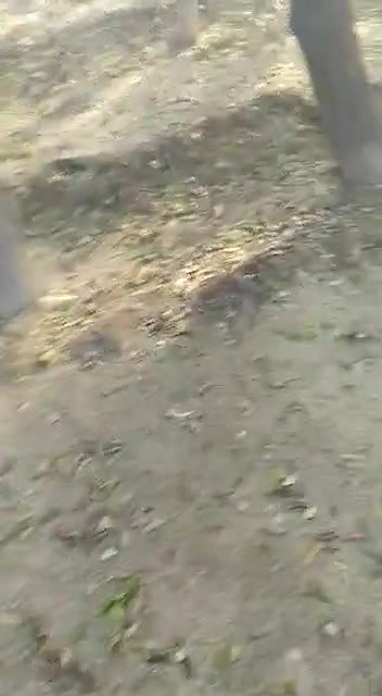 Indian Couple Outdoor Fucked