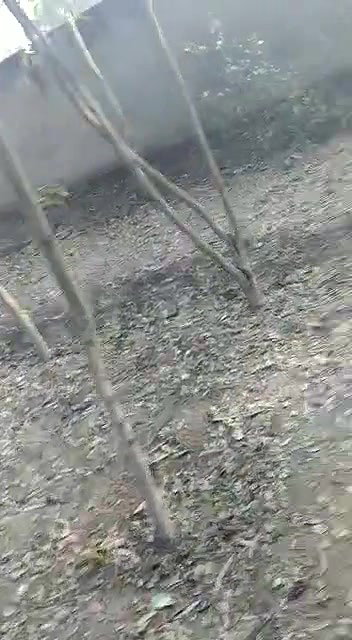 Indian Couple Outdoor Fucked