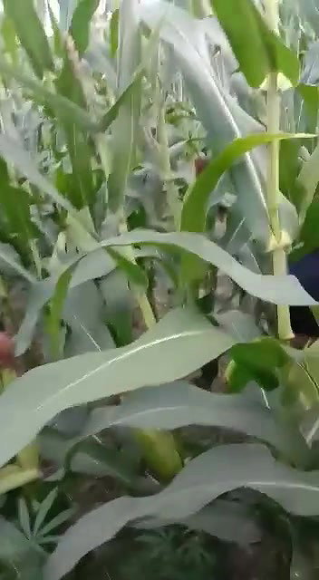 Village Bhabhi Fucked By Young Guy