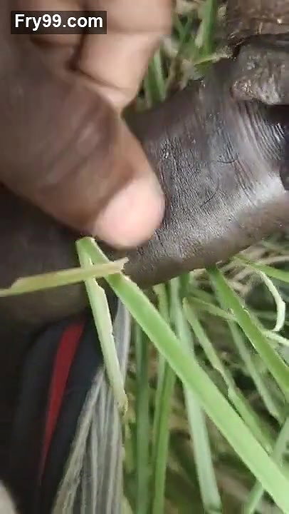 Desi couple fucking on field