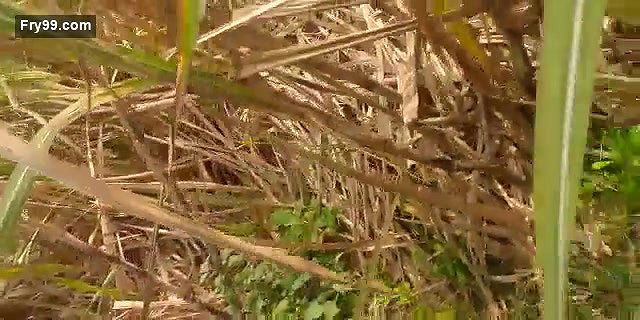 Desi lover caught on outdoor