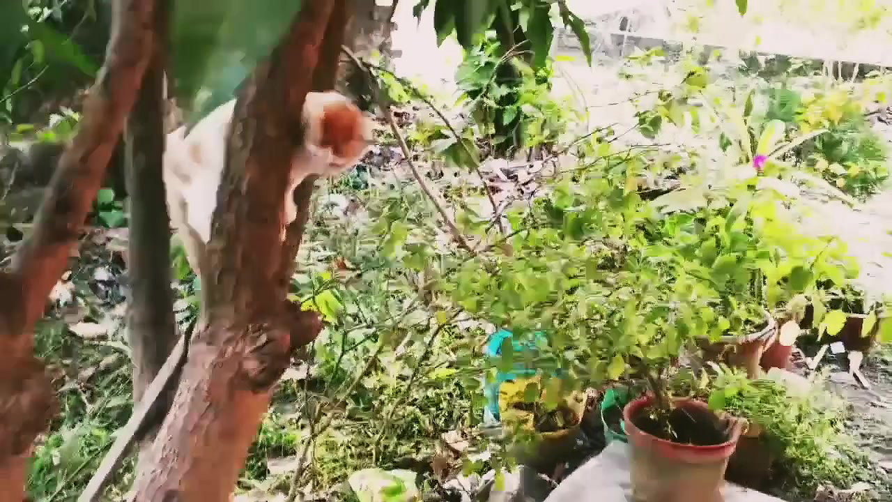 Bengali ritu My morning Vlog
