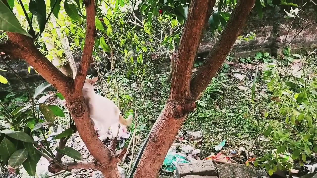 Bengali ritu My morning Vlog