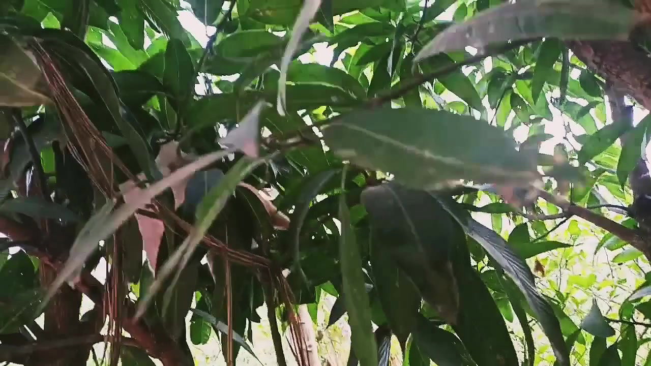 Bengali ritu My morning Vlog