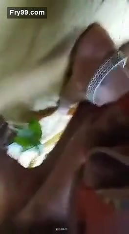 Desi village couple fucking field