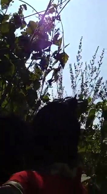 Odia Lover Outdoor Romance