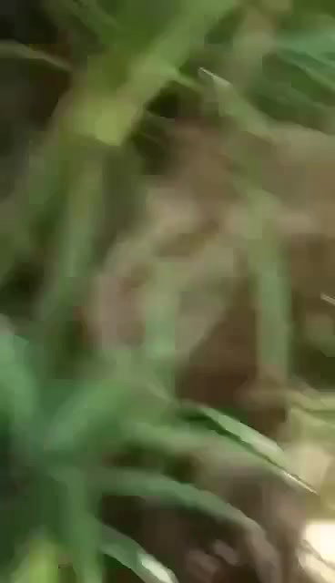 Outdoor Beach Blowjob by Sri Lankan Girl