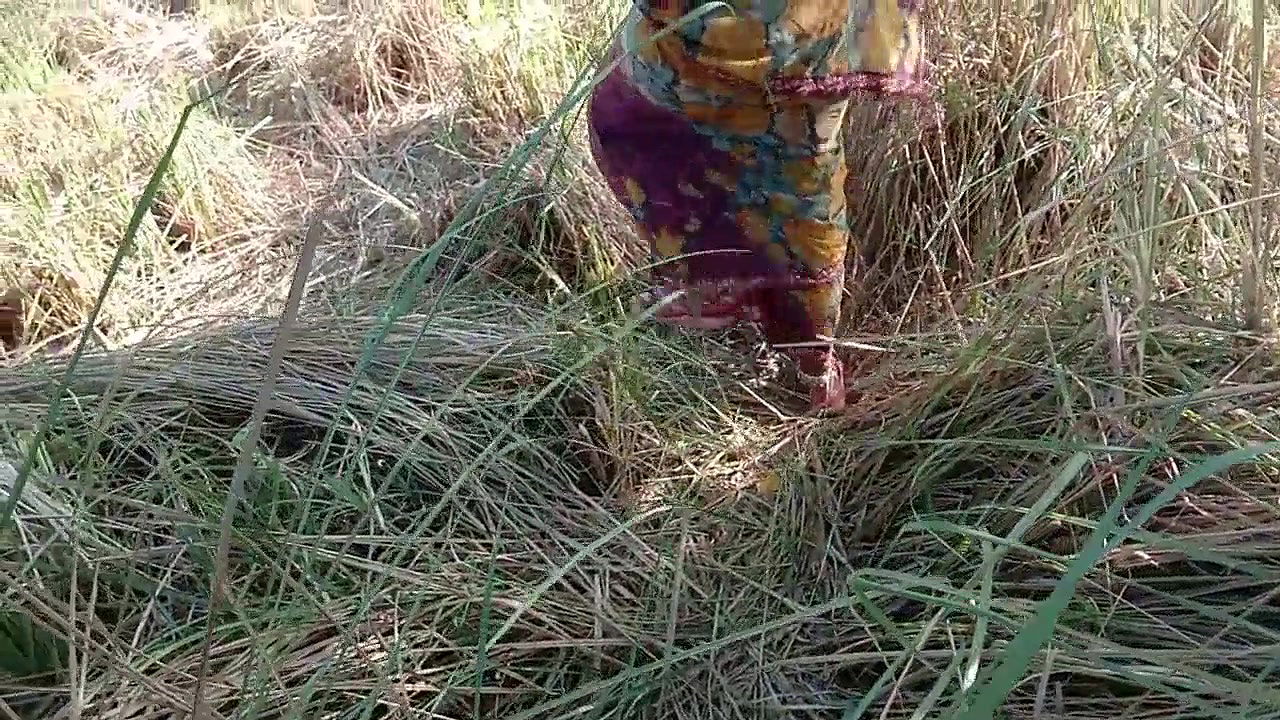 गेहूं के खेत मे सासुर जी ने जबरदस्ती चोद दिया