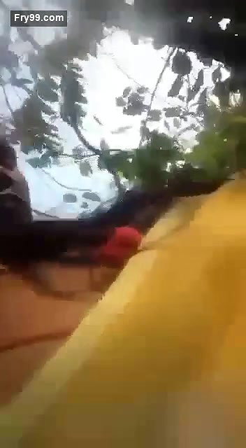 Village Lovers Jungle