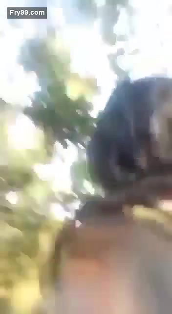 Village Lovers Jungle