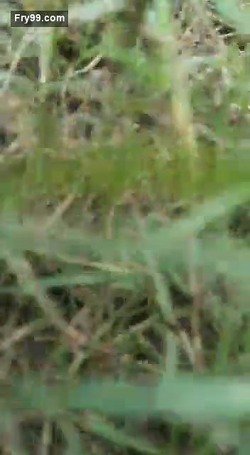 Lover Fucking Caught