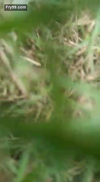 Lover Fucking Caught