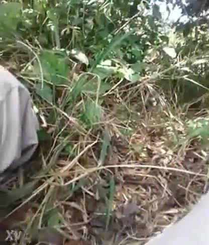 Despani couple fucking outdoor